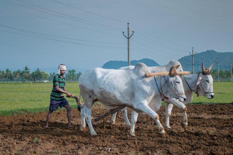 ai-reduce-antibiotic-treatment-in-dairy-cows